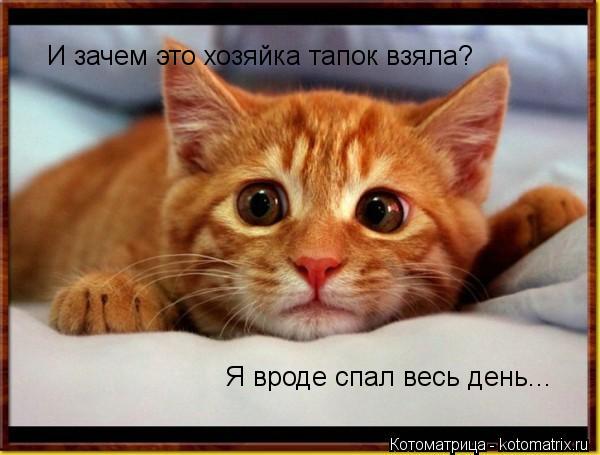 Котоматрица: И зачем это хозяйка тапок взяла? Я вроде спал весь день...