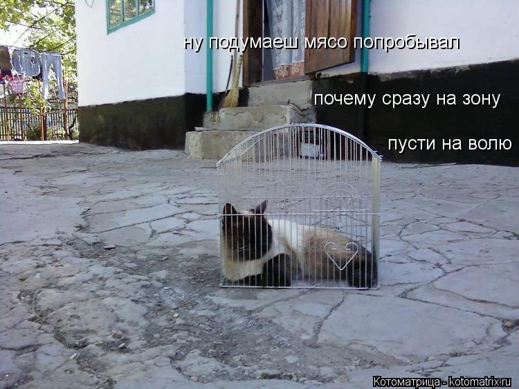 ну подумаеш мясо попробывал почему сразу на зону пусти на волю... Котоматрица: ну подумаеш мясо попробывал почему сразу на зону пусти на волю