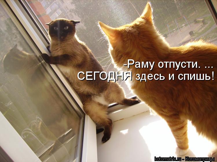 Котоматрица: -Раму отпусти. ... СЕГОДНЯ здесь и спишь!