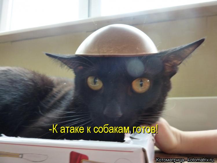 Котоматрица: -К атаке к собакам готов!