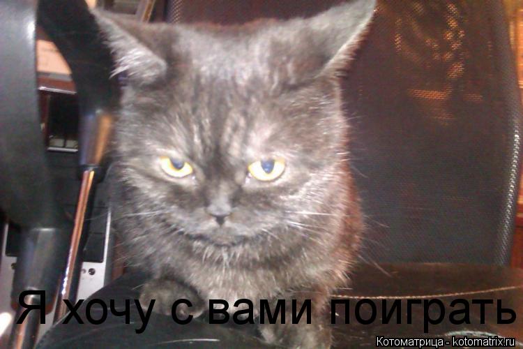 Котоматрица: Я хочу с вами поиграть