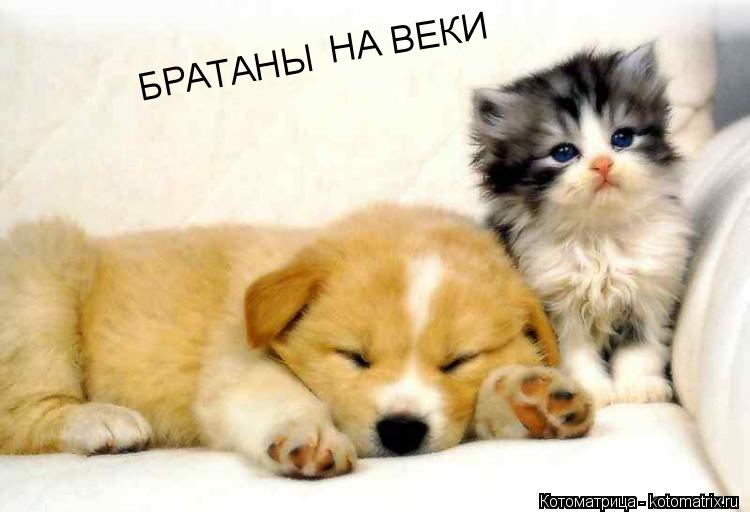 Котоматрица: БРА ТАНЫ  НА ВЕКИ