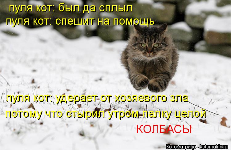 Котоматрица: пуля кот: был да сплыл пуля кот: спешит на помощь пуля кот: удерает от хозяевого зла потому что стырил утром палку целой  КОЛБАСЫ