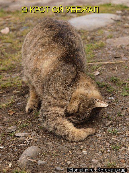 О КРОТ ОЙ УБЕЖАЛ... Котоматрица: О КРОТ ОЙ УБЕЖАЛ