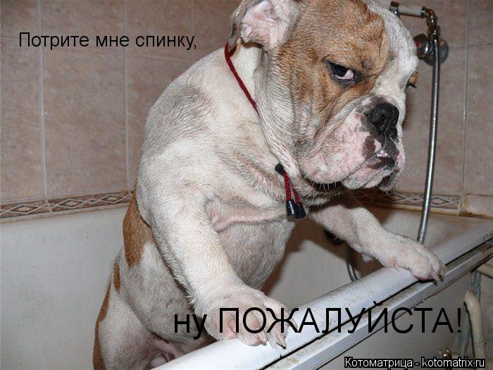 Котоматрица: Потрите мне спинку,  ну ПОЖАЛУЙСТА!