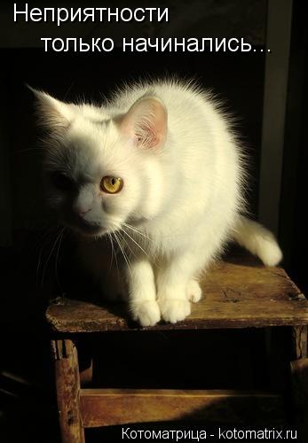 Котоматрица: Неприятности  только начинались...