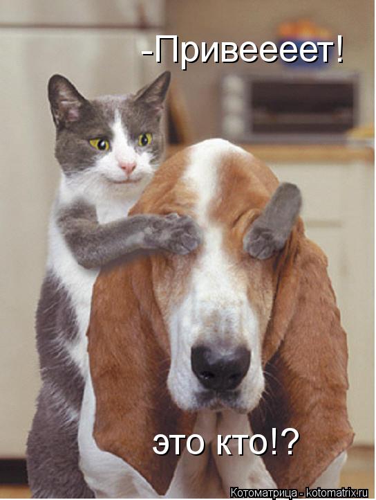 Котоматрица: -Привеееет! это кто!?
