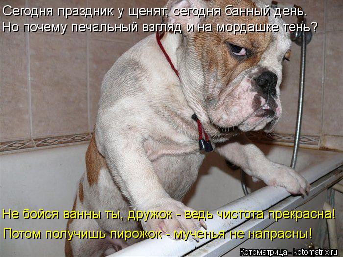Котоматрица: Сегодня праздник у щенят, сегодня банный день. Но почему печальный взгляд и на мордашке тень?  Не бойся ванны ты, дружок - ведь чистота прекра