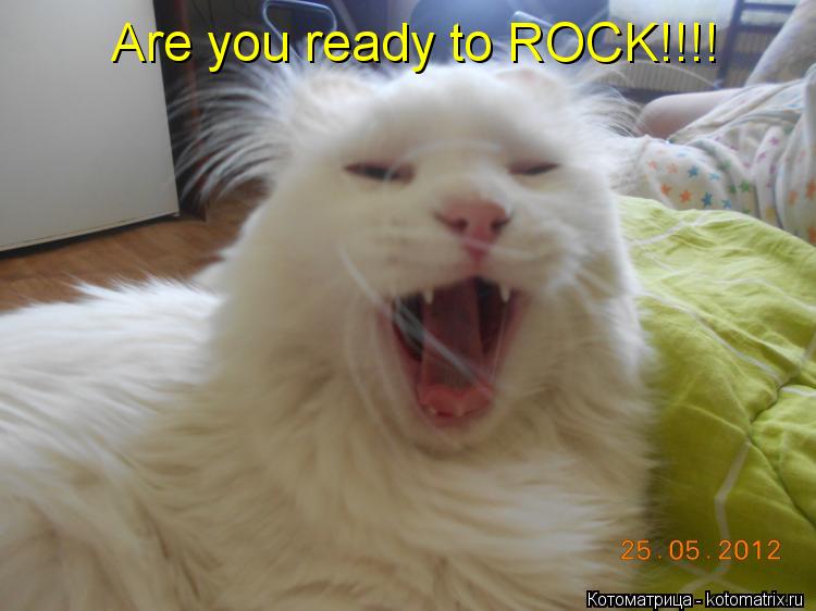 Котоматрица: Are you ready to ROCK!!!!
