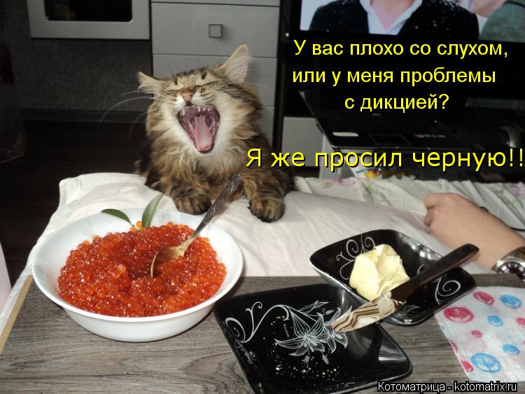 Котоматрица: У вас плохо со слухом, или у меня проблемы с дикцией? Я же просил черную!!