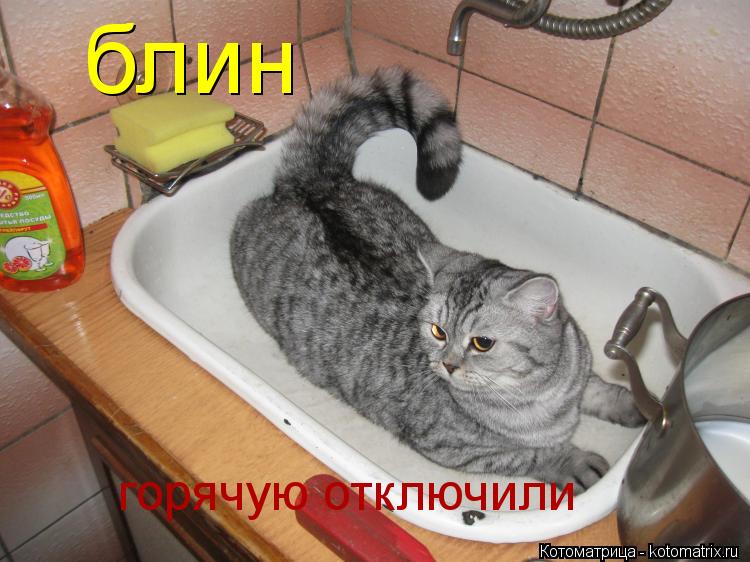 Котоматрица: блин горячую отключили