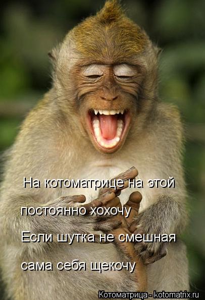 На котоматрице на этой постоянно хохочу Если шутка не смешная сама себя щекочу... Котоматрица: На котоматрице на этой постоянно хохочу Если шутка не смешная сама себя щекочу