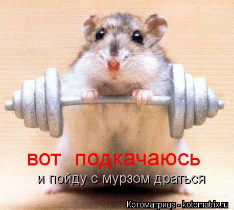 вот подкачаюсь и пойду с мурзом драться... Котоматрица: вот подкачаюсь и пойду с мурзом драться