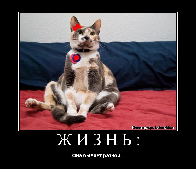Котоматрица: Жизнь: Она бывает разной...