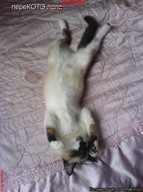 Котоматрица: переКОТЭ поле _____ _____ кровать