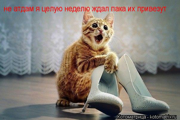 Котоматрица: не атдам я целую неделю ждал пака их привезут