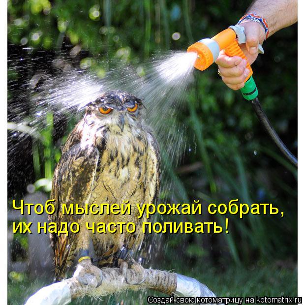 Котоматрица: Чтоб мыслей урожай собрать, их надо часто поливать!