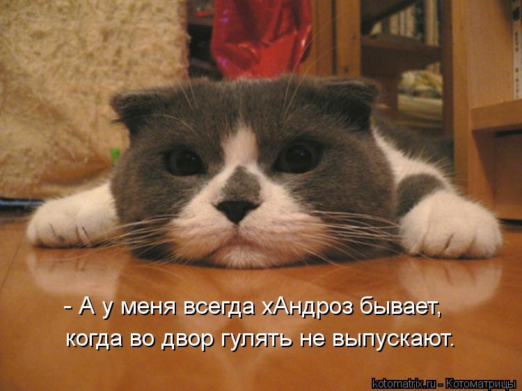 когда во двор гулять не выпускают. - А у меня всегда хАндроз бывает,... Котоматрица: когда во двор гулять не выпускают. - А у меня всегда хАндроз бывает,