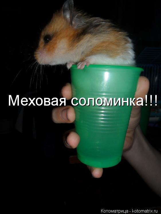 Котоматрица: Меховая соломинка!!!