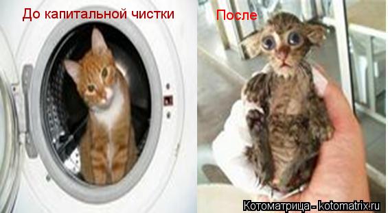 Котоматрица: До капитальной чистки После