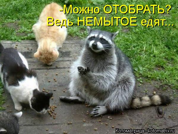 Котоматрица: -Можно ОТОБРАТЬ? Ведь НЕМЫТОЕ едят...