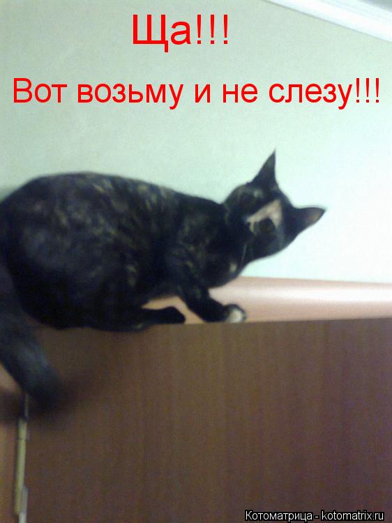Котоматрица: Ща!!! Вот возьму и не слезу!!!