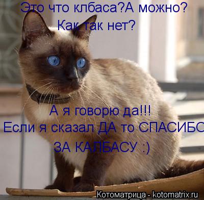 Котоматрица: Это что клбаса?А можно? Как так нет? А я говорю да!!! Если я сказал ДА то СПАСИБО ЗА КАЛБАСУ :)