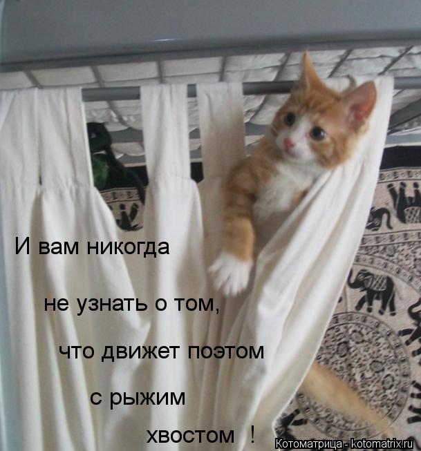 Котоматрица: И вам никогда не узнать о том, что движет поэтом с рыжим хвостом  !