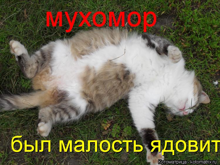 Котоматрица: мухомор был малость ядовит