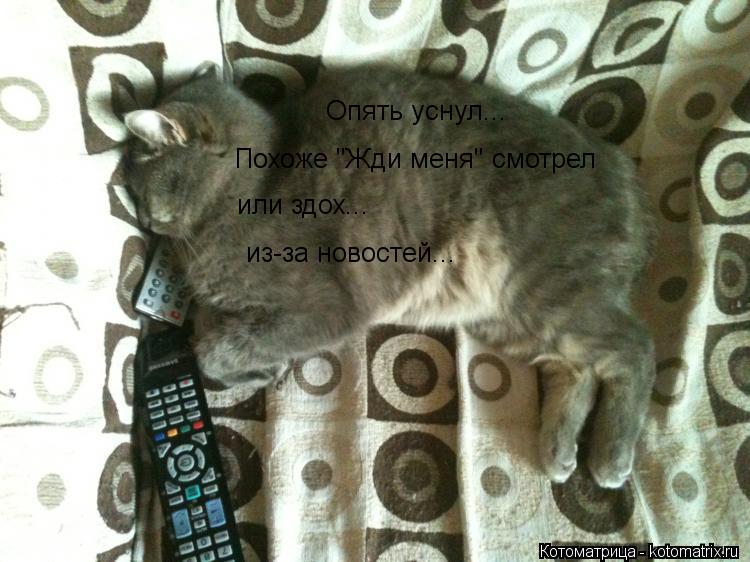 Опять уснул... Похоже "Жди меня" смотрел или здох... из-за новостей...... Котоматрица: Опять уснул... Похоже "Жди меня" смотрел или здох... из-за новостей...