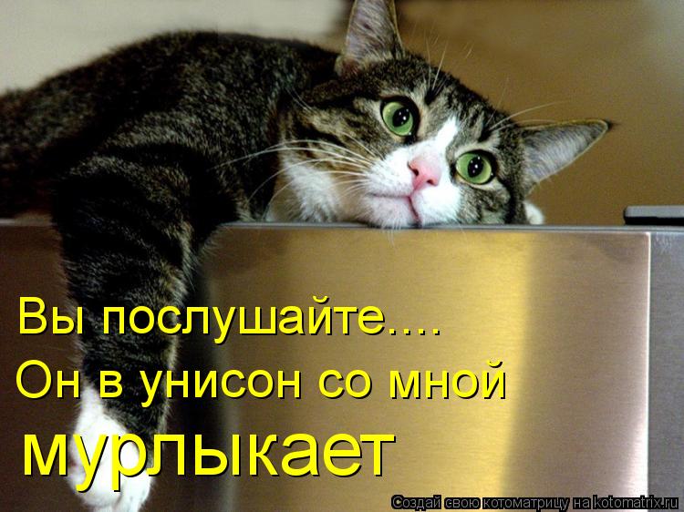 Вы послушайте.... Он в унисон со мной мурлыкает... Котоматрица: Вы послушайте.... Он в унисон со мной мурлыкает