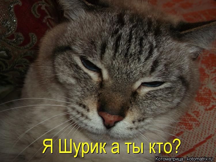 Котоматрица: Я Шурик а ты кто?