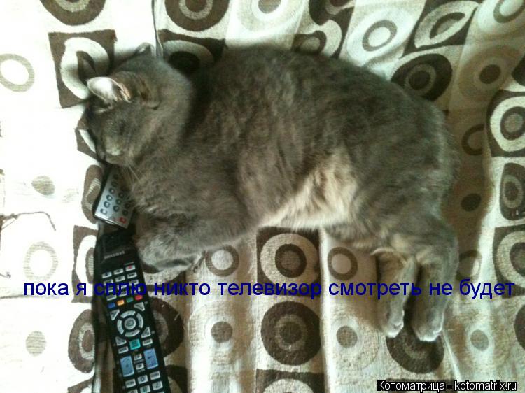 Котоматрица: пока я сплю никто телевизор смотреть не будет
