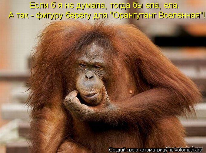 Котоматрица: А так - фигуру берегу для "Орангутанг Вселенная"! Если б я не думала, тогда бы ела, ела.