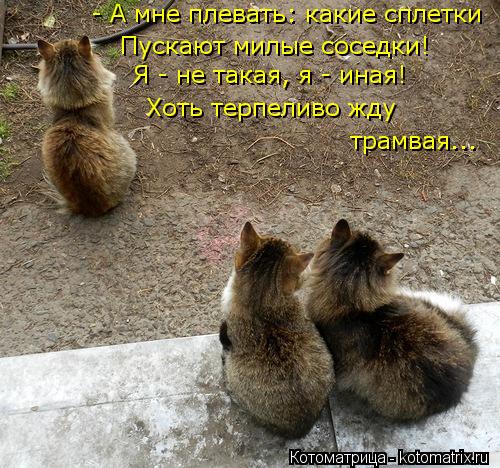 Котоматрица: - А мне плевать: какие сплетки Пускают милые соседки! Я - не такая, я - иная! Хоть терпеливо жду трамвая...