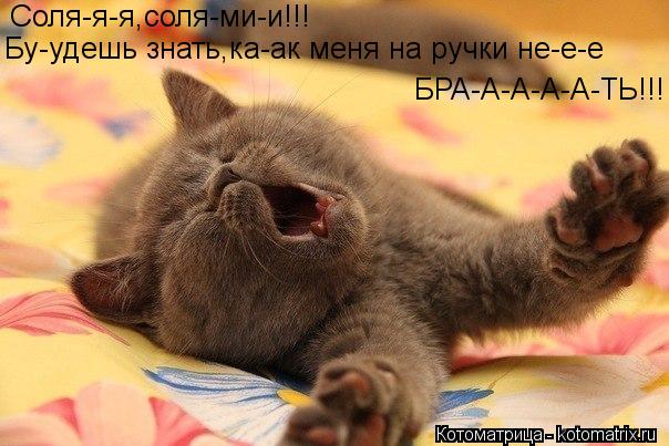 Котоматрица: Соля-я-я,соля-ми-и!!! Бу-удешь знать,ка-ак меня на ручки не-е-е БРА-А-А-А-А-ТЬ!!!