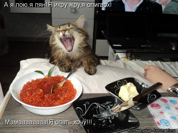 А я пою,я пян!Я икру жру,я олигарх! Мамаааааааа!Я спать хочу!!!... Котоматрица: А я пою,я пян!Я икру жру,я олигарх! Мамаааааааа!Я спать хочу!!!