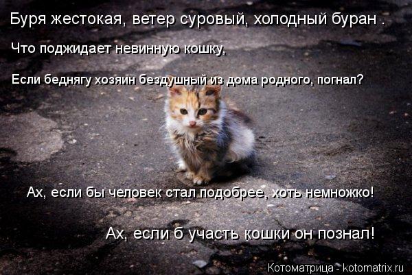 Котоматрица: Буря жестокая, ветер суровый, холодный буран –  Если беднягу хозяин бездушный из дома родного, погнал? Что поджидает невинную кошку,  Ах, есл