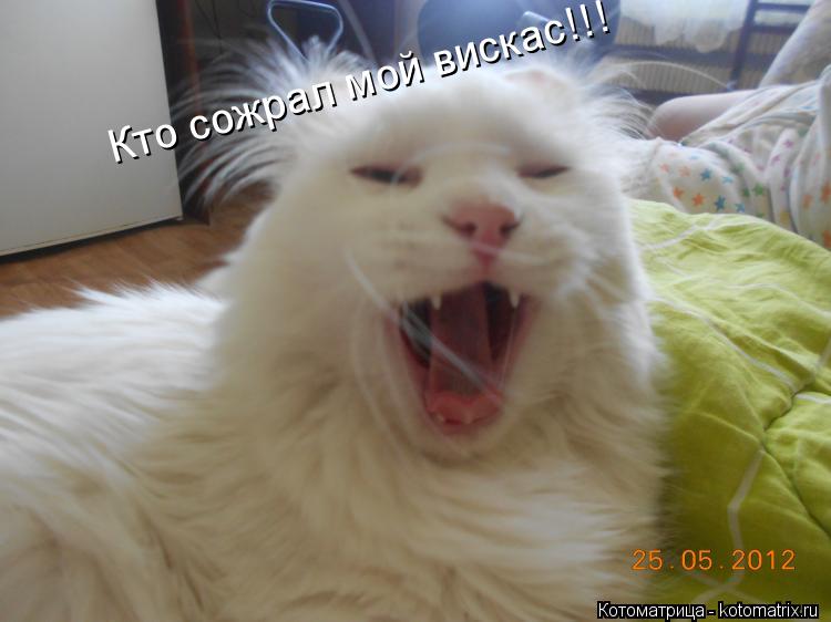 Кто сожрал мой вискас!!!... Котоматрица: Кто сожрал мой вискас!!!