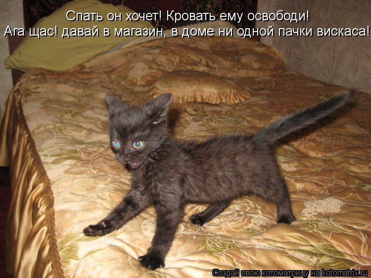 Спать он хочет! Кровать ему освободи! Ага щас! давай в магазин, в доме ни одной пачки вискаса!!!!... Котоматрица: Спать он хочет! Кровать ему освободи! Ага щас! давай в магазин, в доме ни одной пачки вискаса!!!!