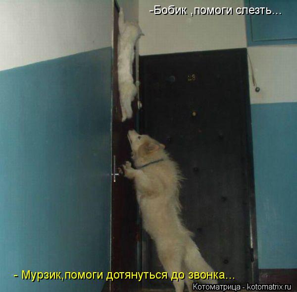 Котоматрица: -Бобик ,помоги слезть... - Мурзик,помоги дотянуться до звонка...