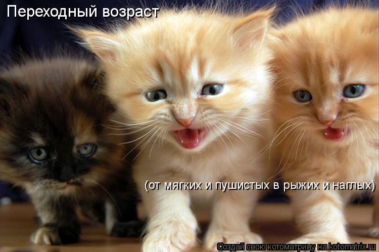 Котоматрица: Переходный возраст () (от мягких и пушистых в рыжих и наглых)