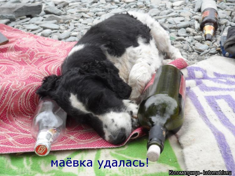 Котоматрица: маёвка удалась!