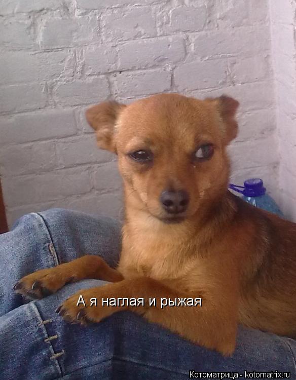 Котоматрица: А я наглая и рыжая