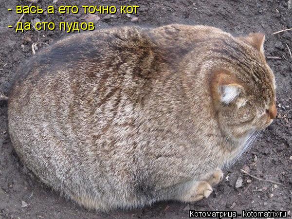 Котоматрица: - вась а ето точно кот - да сто пудов