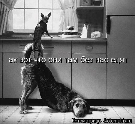 Котоматрица: ах вот что они там без нас едят