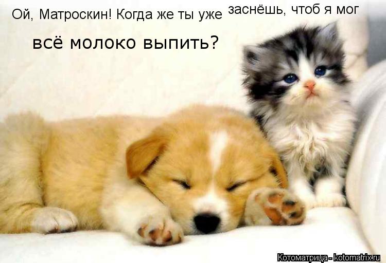 Котоматрица: Ой, Матроскин! Когда же ты уже заснёшь, чтоб я мог всё молоко выпить?