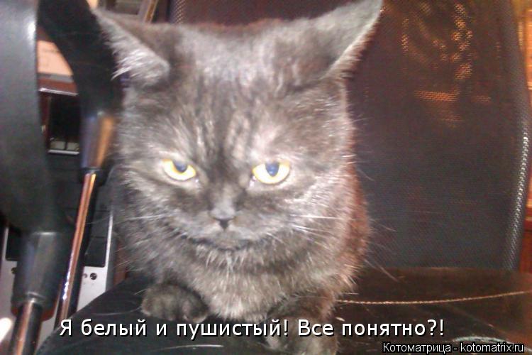 Котоматрица: Я белый и пушистый! Все понятно?!