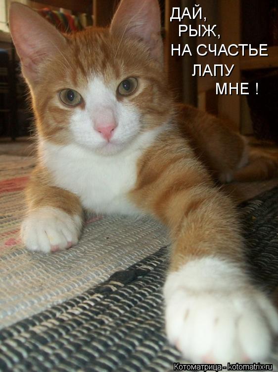 Котоматрица: ДАЙ, РЫЖ, НА СЧАСТЬЕ ЛАПУ МНЕ !