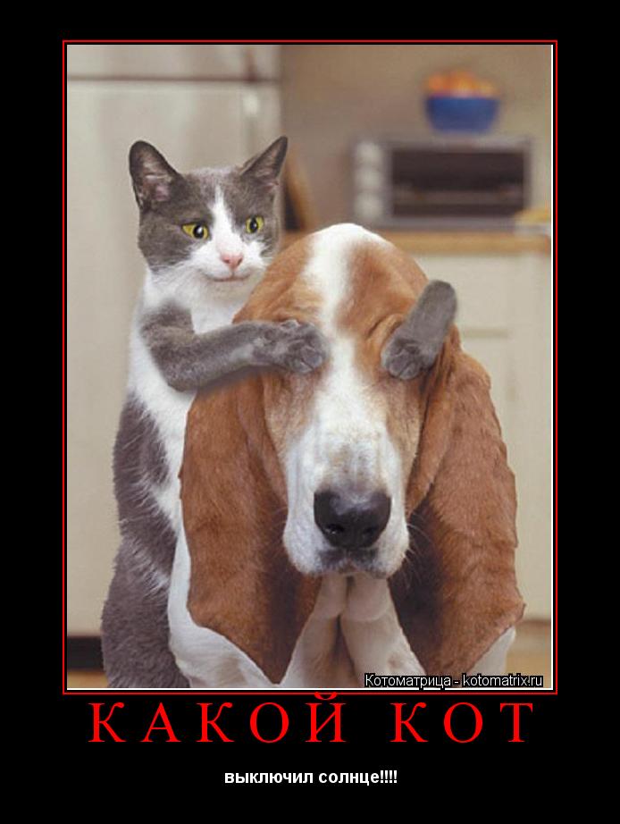 Какой кот выключил солнце!!!!... Котоматрица: Какой кот выключил солнце!!!!